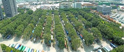 深圳市皇岗口岸绿化提升工程